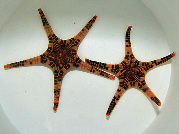 Iconaster longimanus - Double seastar