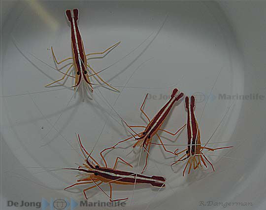 Lysmata grabhami - Caribbean cleaner shrimp