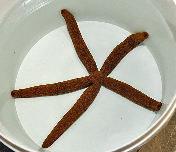 Linckia guildingi - Common comet linckia