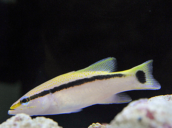 Liopropoma latifasciatum - Blackstripe Basslet