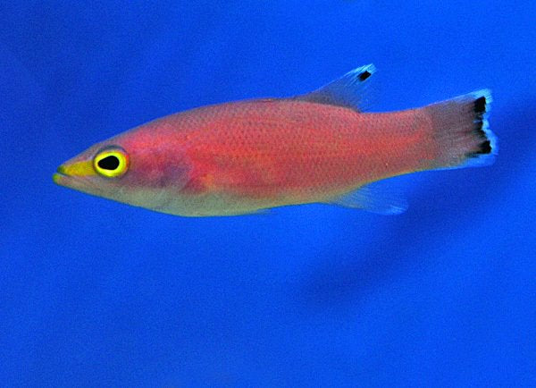 Liopropoma mowbrayi - Cave Bass