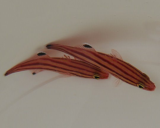 Liopropoma rubre - Peppermint Basslet