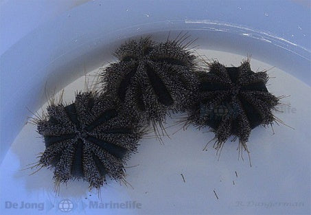 Mespilia globulus (Common) - Tuxedo Urchin (Common)