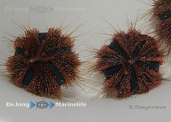 Mespilia globulus (Rood) - Tuxedo Urchin (Rood)