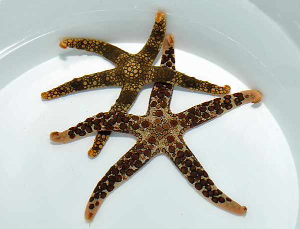 Nardoa spp. - Jewel starfish