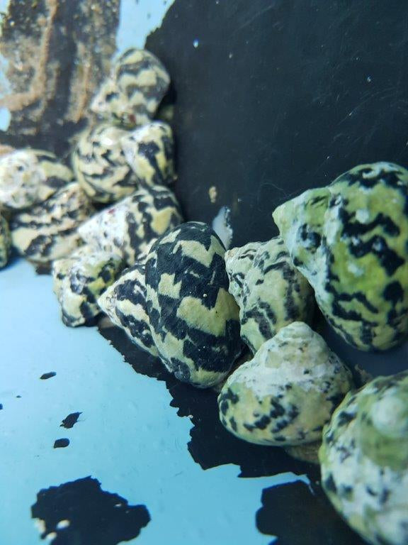 Cittarium pica - Magpie shell