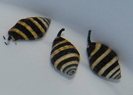 Engina mendicaria - Hummelschnecke