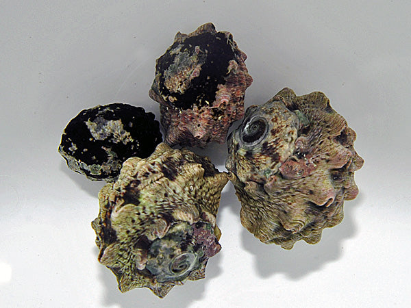 Lunella coronata - Crowned turban shell