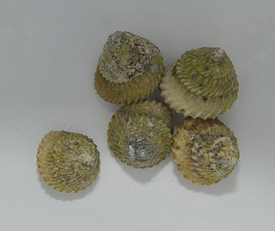 Lithopoma tectum - West Indian Star snail