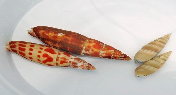 Mitra mitra - Episcopal miter