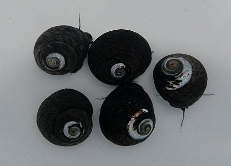 Margarites pupillus - Little margarite