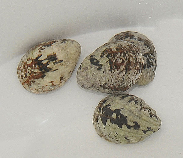 Nerita albicilla - Blotched nerite