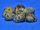 Nerita tesselata - Checkered nerite