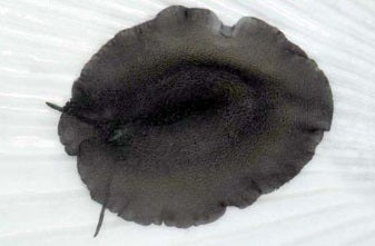 Scutus unguis - Black keyhole limpet