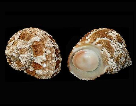 Turbo castanea - Orange cat eye snail