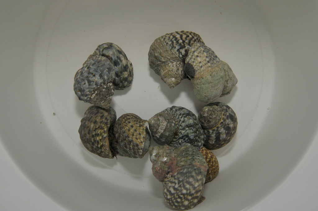 Turbo fluctuosus - Mexican turbo snail