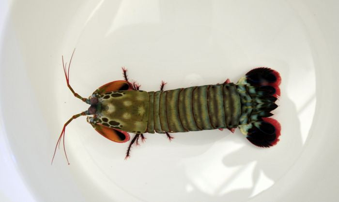 Odontodactylus scyllarus - Peacock mantis shrimp