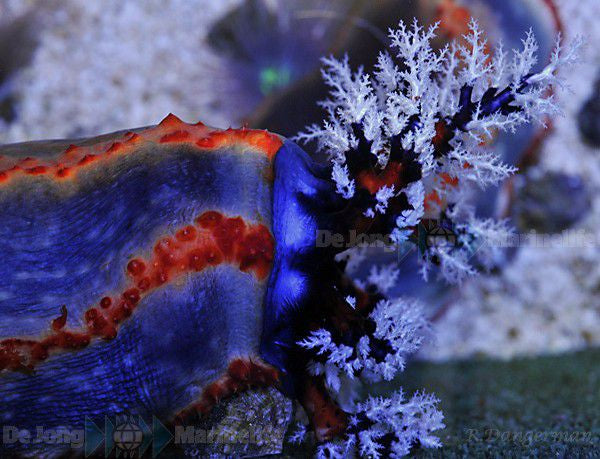 Pseudocolochirus axilogus (Australia) - Australian Sea Apple