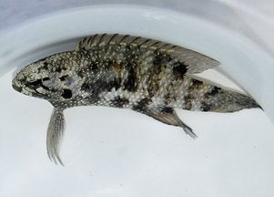 Plesiops corallicola - Bluegill Longfin