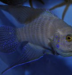 Paraplesiops meleagris - Southern Blue Devil