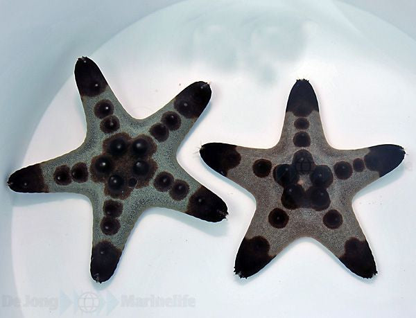 Protoreaster nodosus - Chocolate chip star
