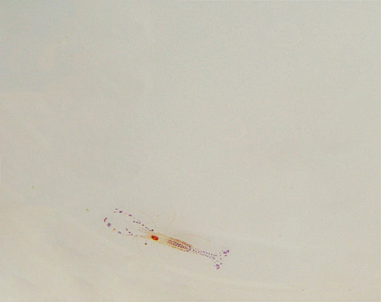 Periclimenes pedersoni - Pedersons shrimp