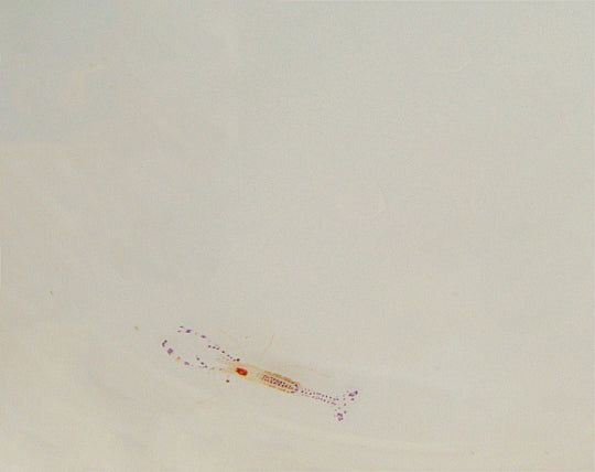 Periclimenes pedersoni - Pedersons shrimp