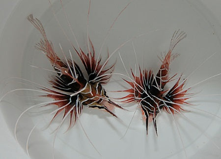 Pterois radiata - Bruine Koraalduivel