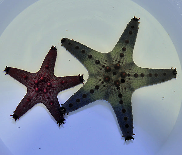 Pentaceraster regulus - Spotted seastar