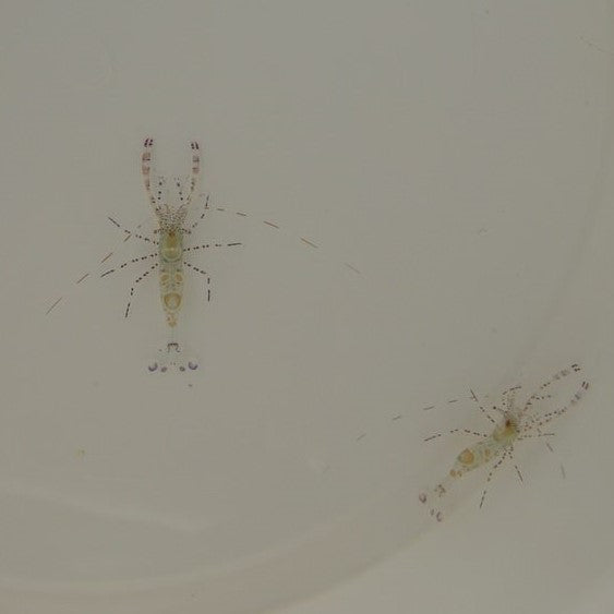 Periclimenes yucatanicus - Spotted cleaner shrimp