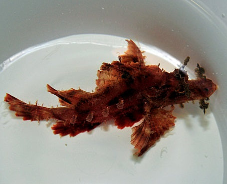 Rhinopias eschmeyeri (Brown) - Eschmeyer's Schorpioenvis (Bruin)