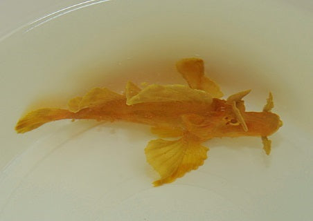 Rhinopias eschmeyeri (Yellow) - Eschmeyer's Schorpioenvis (Geel)