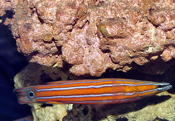 Rainfordia opercularis - Australian Flathead Perch