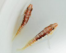 Serranus annularis