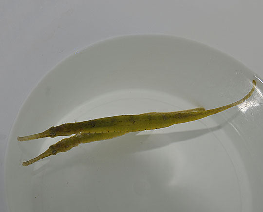 Syngnathoides biaculeatus - Alligator Zeenaald