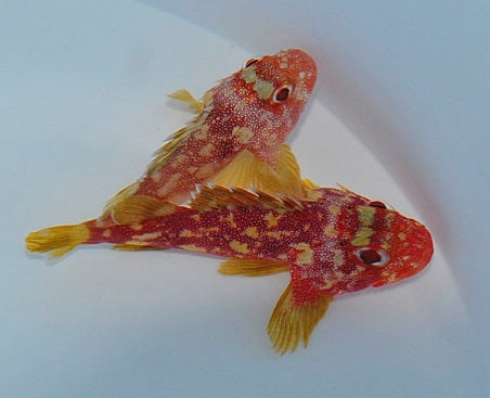 Sebastapistes cyanostigma - Geelvlek Schorpioenvis