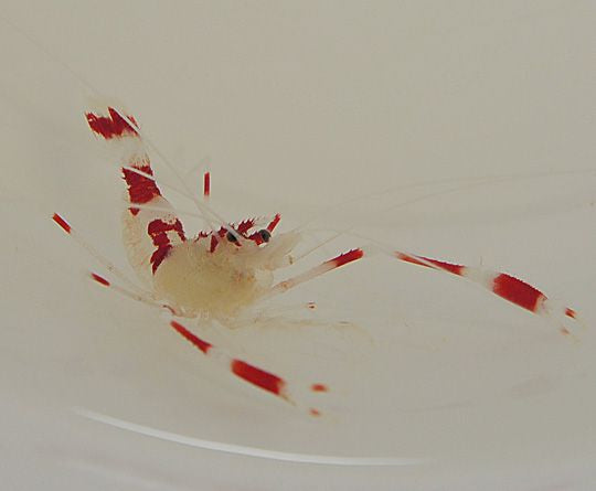 Stenopus qoyi - Qoyi boxer shrimp