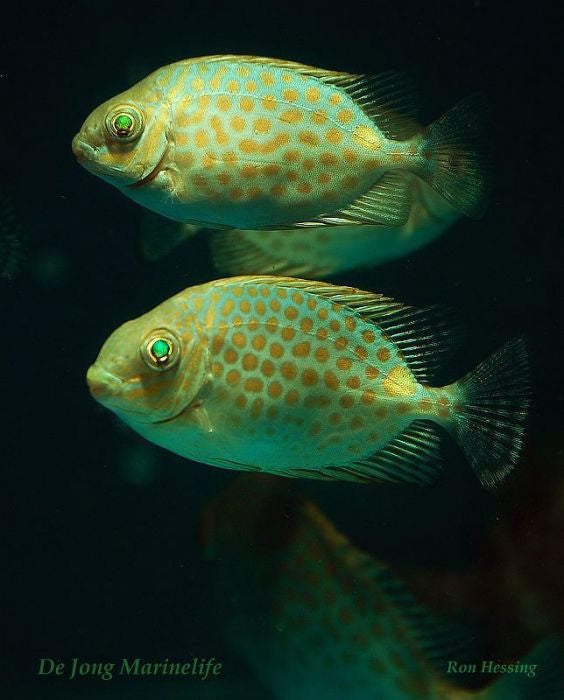 Siganus guttatus - Goudvlek Konijnvis