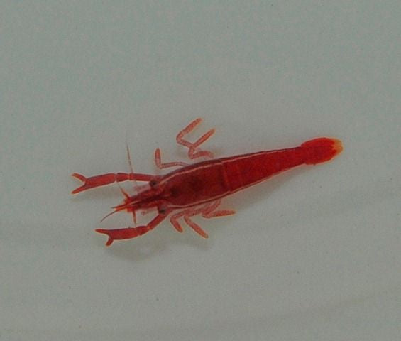 Sandimenes hirsutu - Hairy urchin shrimp