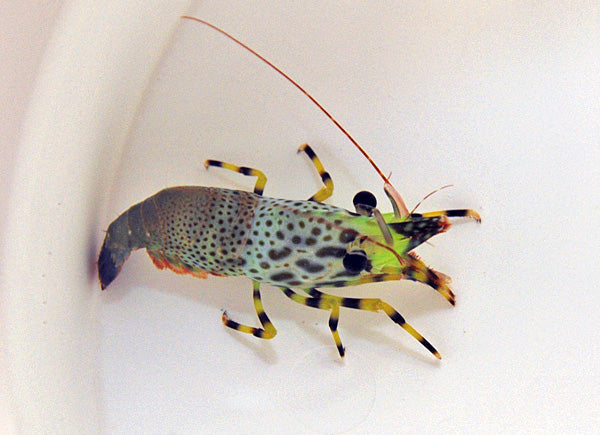 Saron inermis - Pine cone marble shrimp