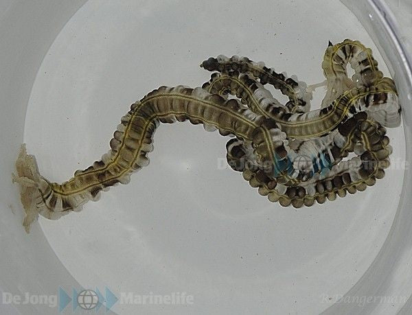 Synapta maculata - Spotted worm sea cucumber