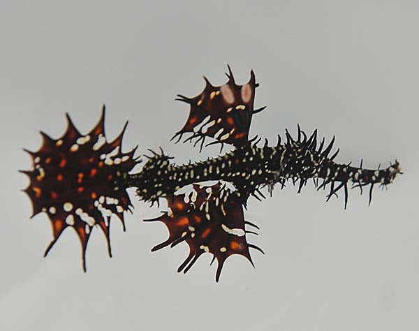 Solenostomus sp. - Spookfluitvis