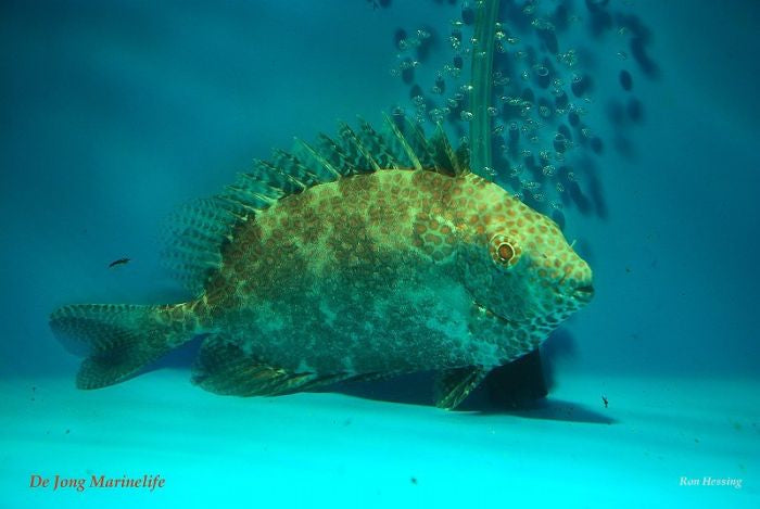 Siganus punctatus - Goudvlek konijnvis / Gevlekte konijnvis	