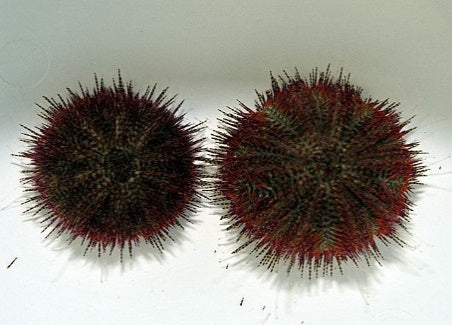 Salmacis bicolor - Salmacis urchin