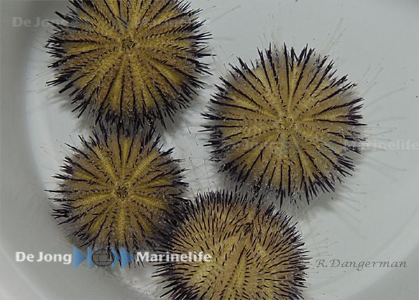 Salmacis spp. - Salmacis urchin spp