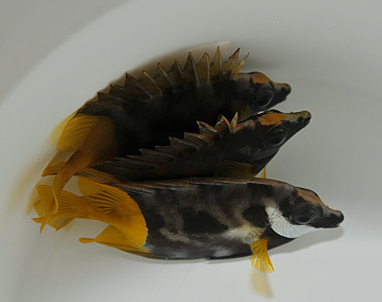 Siganus Uspi (Fiji) - Bicolor Vossenkop