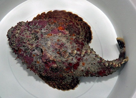 Synanceia verrucosa - Rif Steenvis