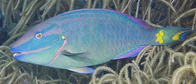 Sparisoma viride - Stoplicht Papagaaivis