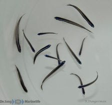 Trachinops brauni - Bluelined Hulafish