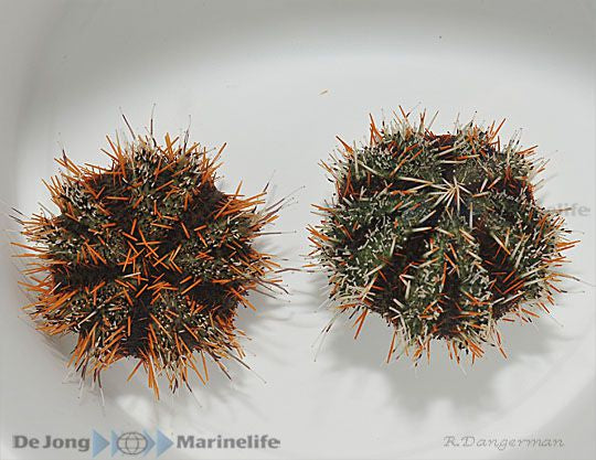 Tripneustes gratilla - Striped sea urchin